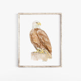 Bald Eagle Watercolor Fine Art Poster Unframed