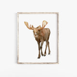 Moose Watercolor Fine Art Poster Print - Alaskan Animals
