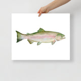 Pink Salmon Fish Watercolor Poster