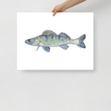 Walleye Fish Watercolor Fine Art Print