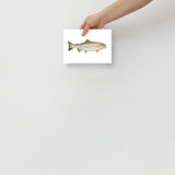 Pink Salmon Fish Watercolor Poster