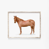 Horse Watercolor Fine Art Poster Print UNFRAMED