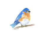 Eastern Bluebird Watercolor Bird Tea Towel