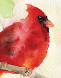Cardinal and Holly Watercolor Christmas Card Set