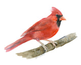 Red Cardinal Watercolor Bird Tea Towel