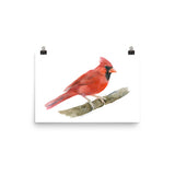 Red Cardinal Watercolor
