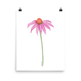 Coneflower Watercolor Print