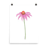 Coneflower Watercolor Print