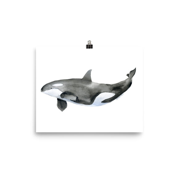 Orca Killer Whale Watercolor