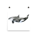 Orca Killer Whale Watercolor