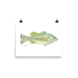 Largemouth Bass Watercolor