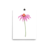Coneflower Watercolor Print