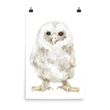 Tawny Owl Baby Watercolor