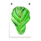 Fiddle Leaf Fig Watercolor