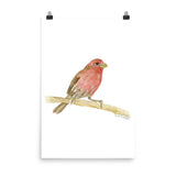 House Finch Bird Watercolor