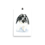 Black and White Lop Bunny Rabbit Watercolor