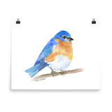 Eastern Bluebird Watercolor