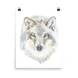 Gray Wolf Watercolor