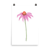 Coneflower Watercolor Print