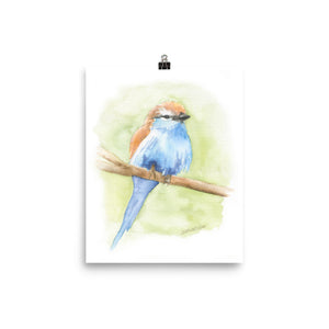 Racket-tailed Roller Watercolor Bird