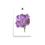 Purple Rose Watercolor
