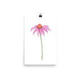 Coneflower Watercolor Print
