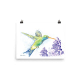 Hummingbird and Lilacs Watercolor