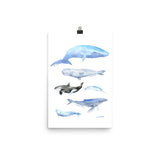 Whales Watercolor Art Print