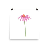 Coneflower Watercolor Print