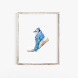 Blue Jay Watercolor Fine Art Poster
