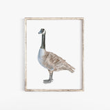 Canadian Goose Watercolor