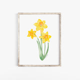 Daffodils Watercolor Fine Art Poster Print