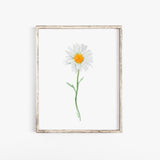 Diasy Watercolor Floral Large Poster Art Print - Unframed