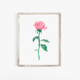 Pink Rose Watercolor Fine Art Large Poster Print - UNFRAMED