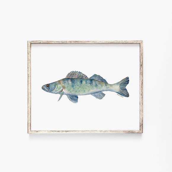 Walleye Fish Watercolor Fine Art Print