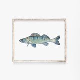 Walleye Fish Watercolor Fine Art Print