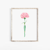 Pink Carnation Watercolor Poster - Unframed