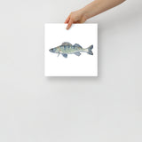 Walleye Fish Watercolor Fine Art Print