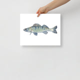 Walleye Fish Watercolor Fine Art Print