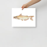 Catfish Watercolor Poster