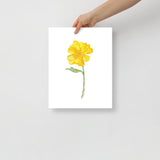 Yellow Buttercup Wildflower Watercolor Fine Art Print Poster