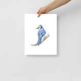 Blue Jay Watercolor Fine Art Poster
