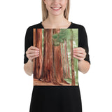 Sequoia National Park Watercolor Fine Art Print Poster - Unframed