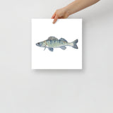 Walleye Fish Watercolor Fine Art Print