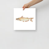 Catfish Watercolor Poster