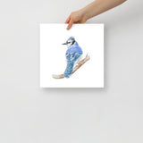 Blue Jay Watercolor Fine Art Poster