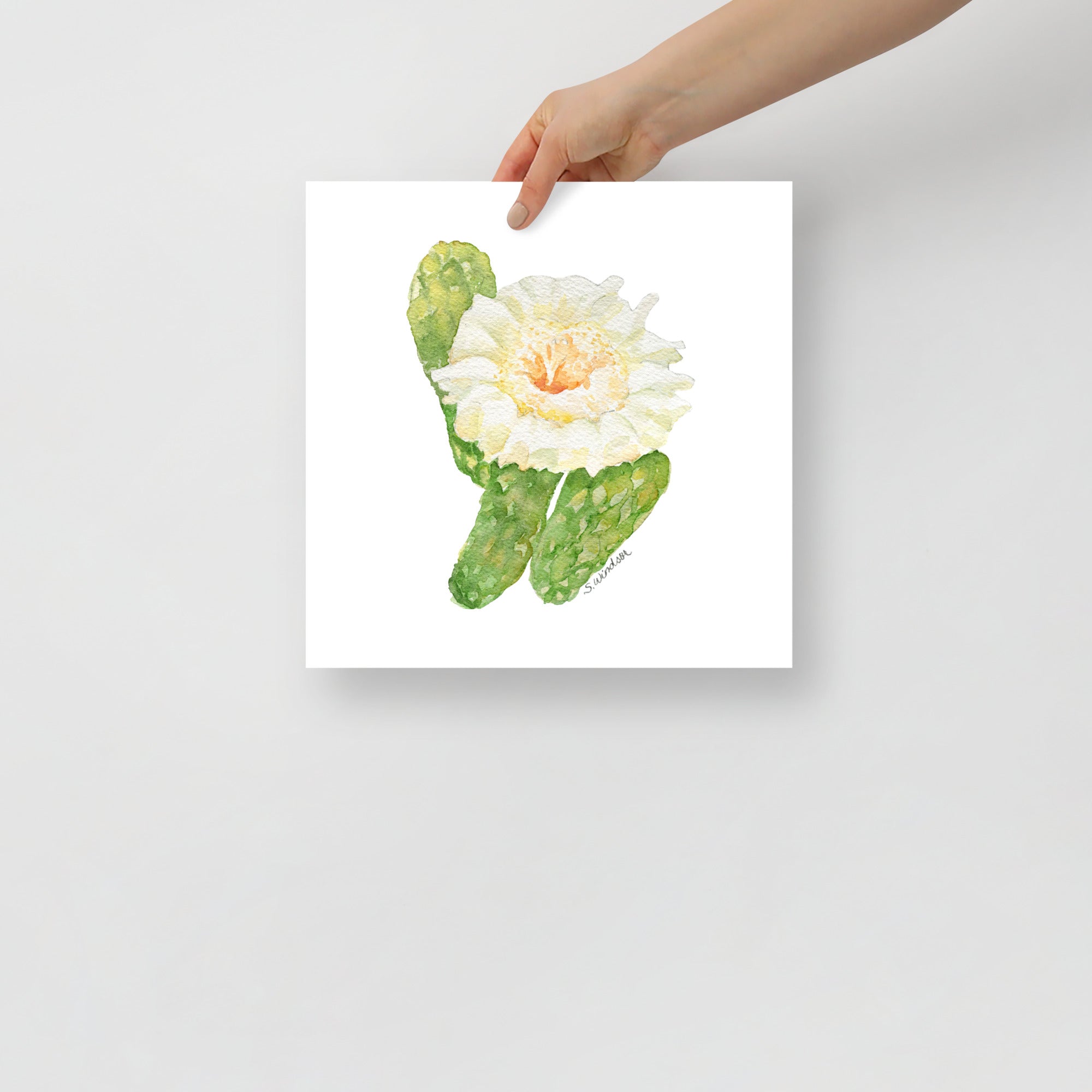 Saguaro Cactus Blossom Watercolor Fine Art Print UNFRAMED Poster  Susan  Windsor