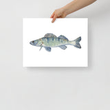 Walleye Fish Watercolor Fine Art Print