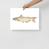 Catfish Watercolor Poster