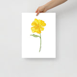 Yellow Buttercup Wildflower Watercolor Fine Art Print Poster